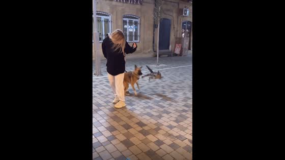 Surprise paw-ty: hilarious cat vs. dog encounter leaves owner in shock!