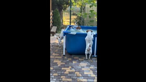 Canine teamwork: unleashing fun by the Dnipro water basin