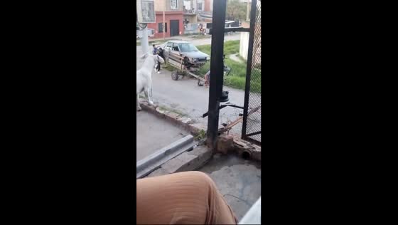 Unconventional towing: residents hilariously haul car on a cart