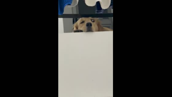 Max Ferrer's unusual dilemma: caught in a tight spot, dog's eye creates a quirky expression!