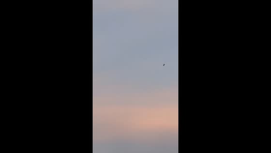 Helicopters circle amid protest in Berkeley, California, USA