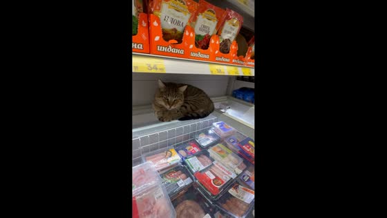 Cat lounges on supermarket freezer in Sochi, Russia