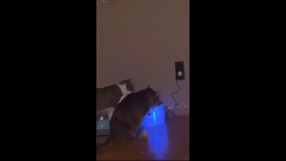 When feline sharing goes wrong: a tale of cat rivalry caught on camera
