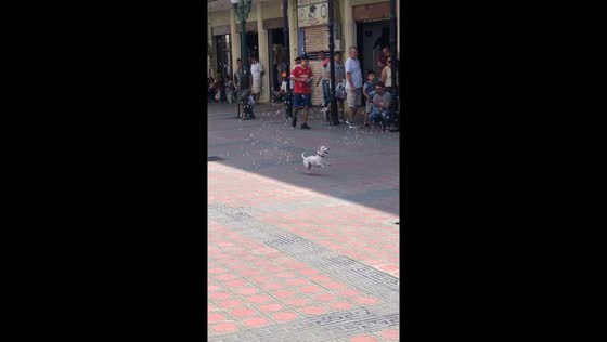 Simple joys: Tampico dog finds bliss in bubbles