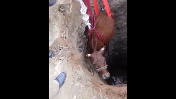 Cow rescued from well in Upper Dir, Pakistan