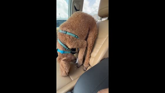 Poodle eats unusual way in Tomball, Texas, USA