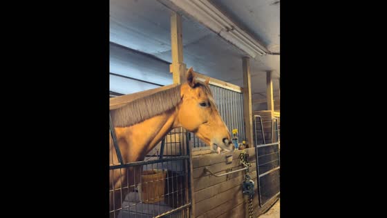 Horse makes funny noises with mouth in Ohio