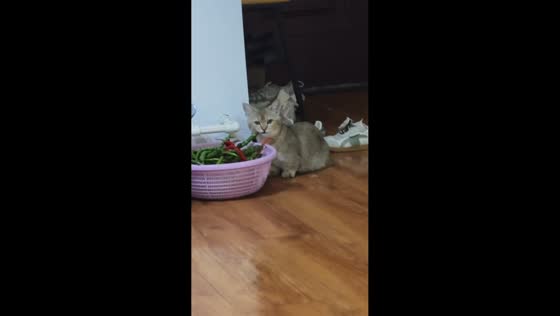 Kitten adorably munches on green chili peppers from a basket in Henan, China