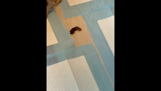 Puppy misses pee pads during potty time in St John’s, Canada