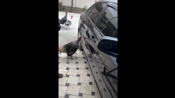 Turkeys peck car in Fergana, Uzbekistan