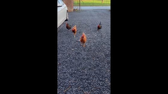 Four Rhode Island Red chickens run to their owner in Tournai, Belgium