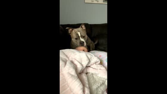 American bully caught sneaking kisses from baby in Cedar Rapids, Iowa