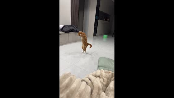 Curious orange cat walks on hind legs in living room in Hubei, China