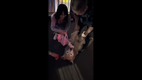 Golden Retriever won’t let go of doll in Shandong, China