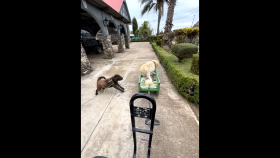 Mischievous dog causes playful cart mishap in Huasca de Ocampo, Mexico