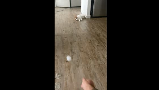 Cat prodigy makes goalkeeper moves in playtime