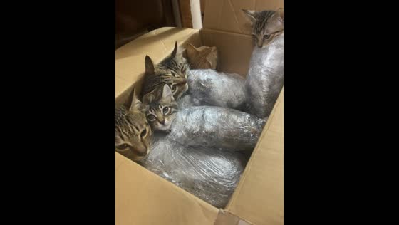 Tabby cats wrapped in plastic film during parasite treatment in Jiangmen, China