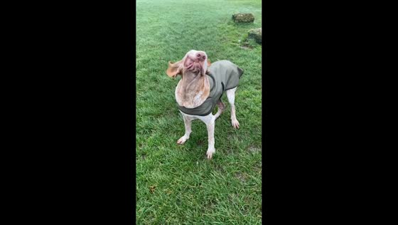 Dog's ears and face blown by strong wind in Bristol, England, UK