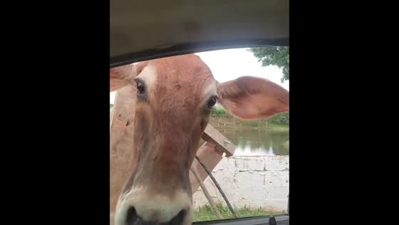 Cow curiosity: bovine barges into vehicle in Sorocaba, Brazil