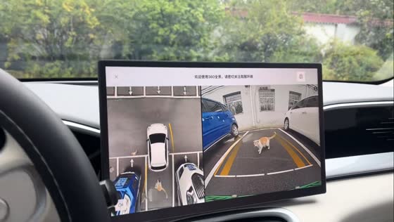 Cat hilariously trapped in narrow parking spot escapes in Shanxi, China
