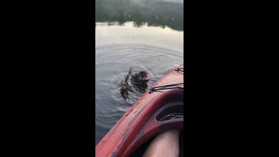 Fisherman accidentally hooks snapping turtle in Marlborough, Massachusetts, USA