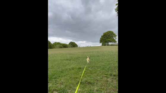 Dog leaps over wall during walk in Chesterfield, England