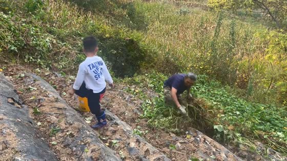 Farmer loses balance and falls into bush while harvesting crops in Jilin, China