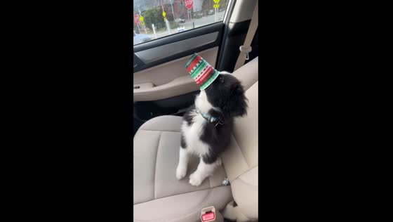 Brodie the black bi Aussie shepherd's Starbucks puppaccino delight!