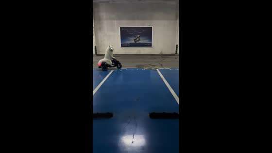 Dog rides electric toy motorcycle in basement parking in Jiangxi, China