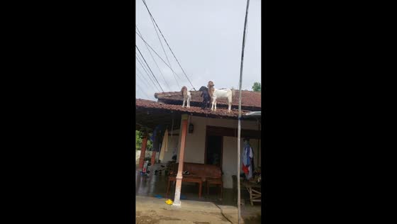 Goat spotted on house roof runs away when called in Tulungagung, Indonesia