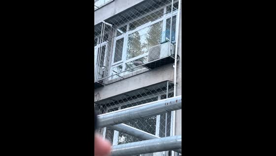 Bird responds to electric motorcycle sound in Hebei, China