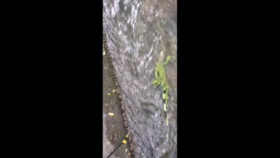 Iguana struggles against canal current in Baní, Dominican Republic