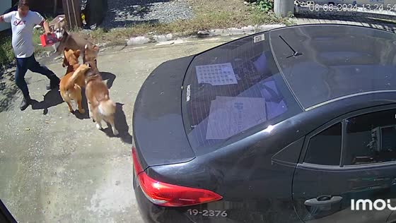 Three large dogs escape and surround installer outside home in Bulacan, Philippines