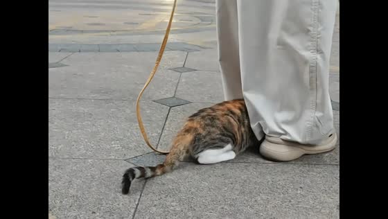 Shy cat hides under owner’s pants during outdoor walk in Zhejiang, China
