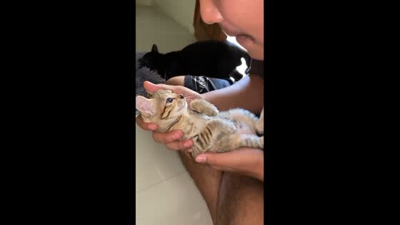 Playful pranks and paw popping: a kitten's hilarious reflexes!