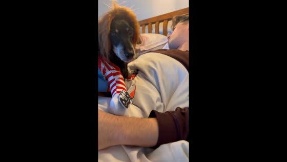 Spooky pup alert: Hero the sausage dog takes Halloween to the next level costume!