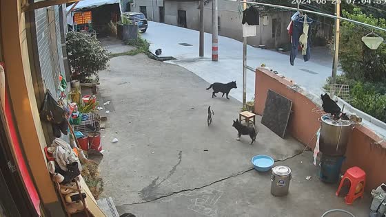Cat intervenes in dog fight in Zhejiang, China
