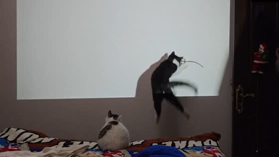 Playful pounce: feline fiasco with animated projection in Anhui, China