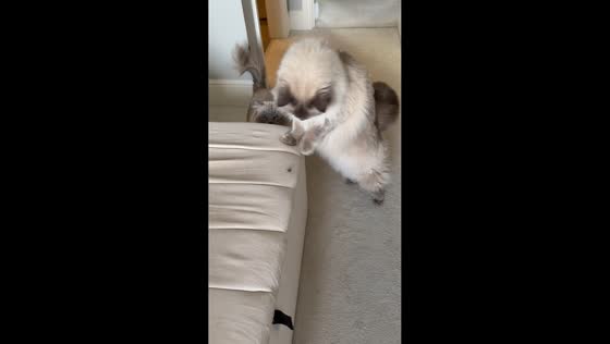 Cat plays with spider in London, England, UK