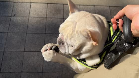French bulldog holds onto rock while being carried by owner in Beijing, China