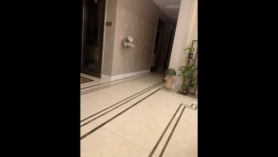 Cat showcases remarkable agility in Henan, China