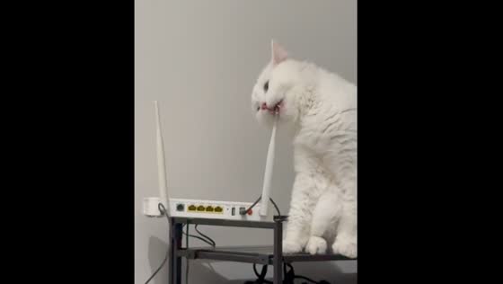 Cat caught chewing router in Naga City, Philippines