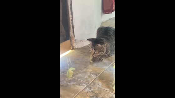 Cat watches praying mantis’ display in South Kalimantan, Indonesia
