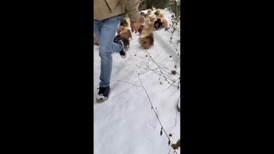 Fluffy Pomeranian pack walks through snowy trail in Austria