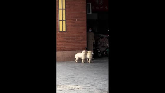 Two dogs struggle against the wind in Jiangsu, China