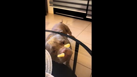 Dog tricked by glass table in Mallorca, Spain