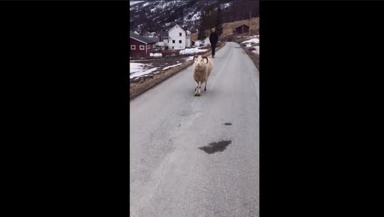 Meet Browny, the adopted ram living with sled dogs in Northern Norway