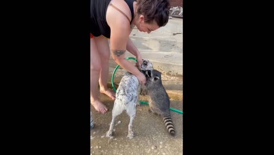 Raccoon helps wash dog in California