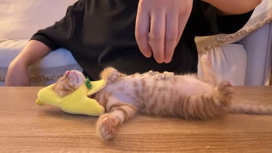 Cat relaxes in hat until snacks hit the belly in Tianjin, China