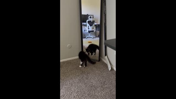 Kitten startled by own reflection in mirror in USA